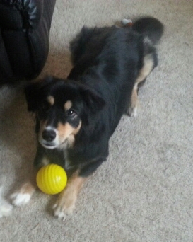 Rocky - December 2015